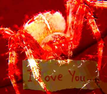 FX №183814 Spider I love you