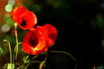 FX №183961 Poppies flowers background
