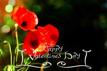 FX №183958 Poppies flowers Beautiful happy valentines day background