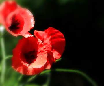 FX №183930 Poppies flowers blur frame