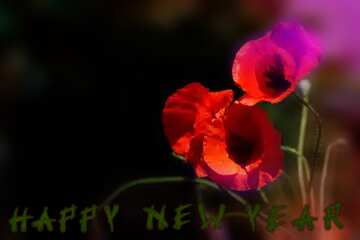 FX №183928 Poppies flowers happy new year