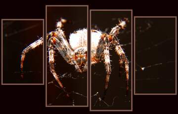 FX №183793 Spider modular picture