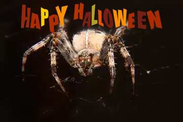 FX №183798 Spider happy halloween