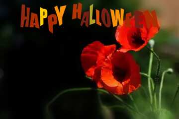 FX №183935 happy halloween  card with  poppies flower