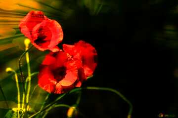 FX №183949 poppies Beautiful background