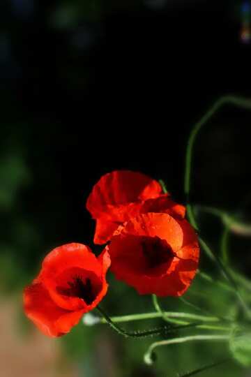 FX №183932 Poppies flowers vertical  background