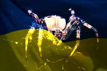 FX №183807 Spider Ukraine
