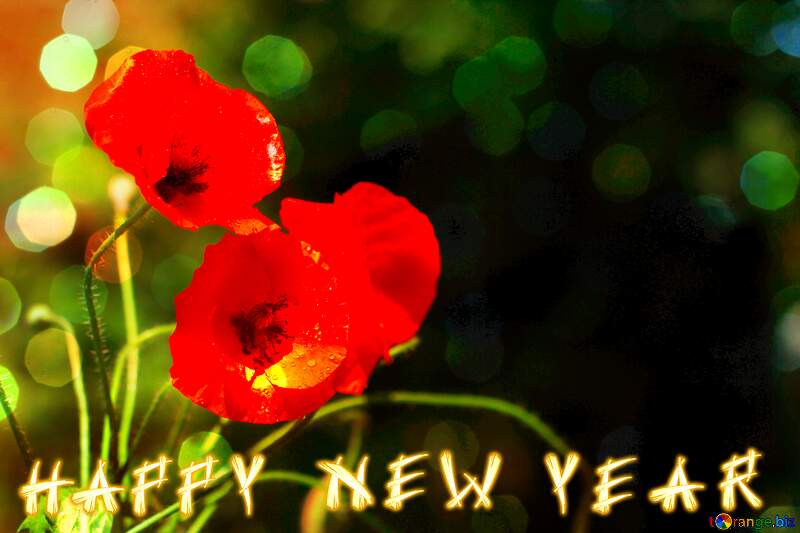 Happy new year card with Poppies  red flowers  bokeh  background №37107