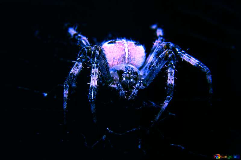 Spider blue №50657