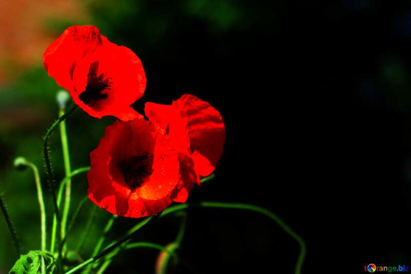 Poppies flowers heart background №37107
