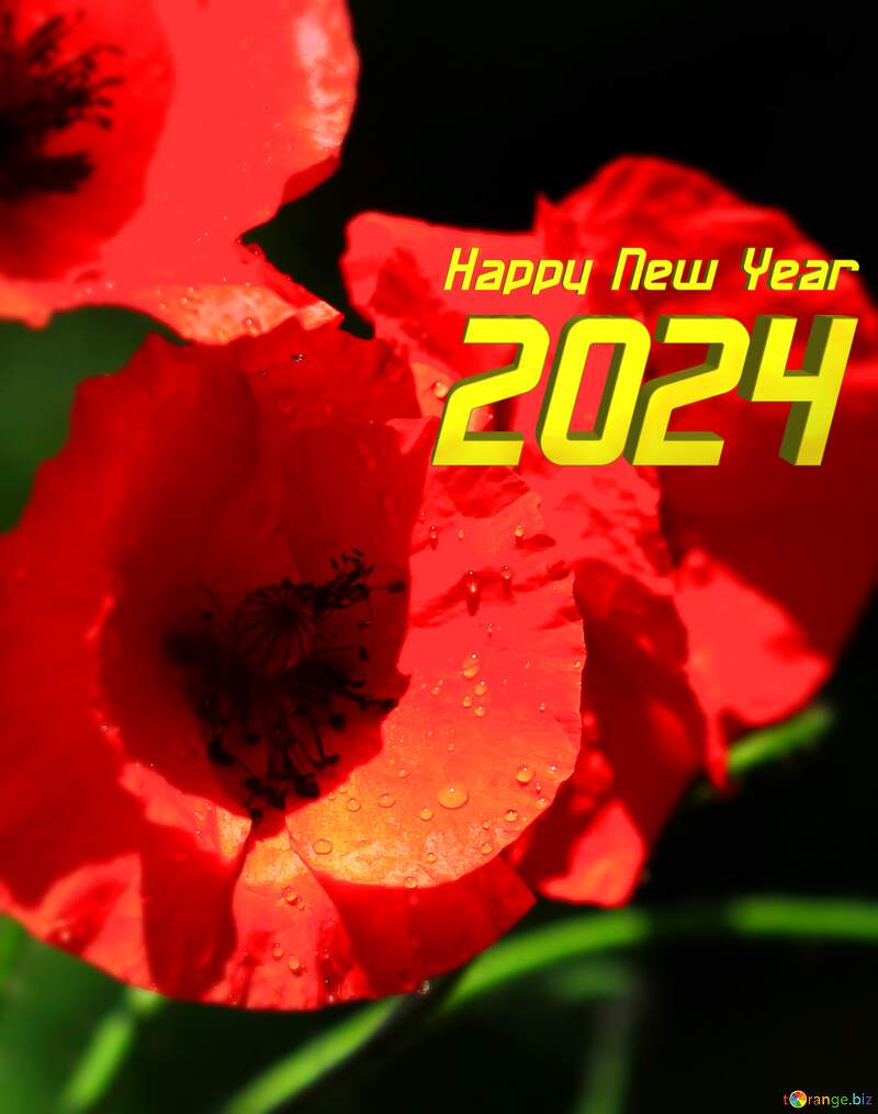 Poppies flowers happy new year 2024 №37107