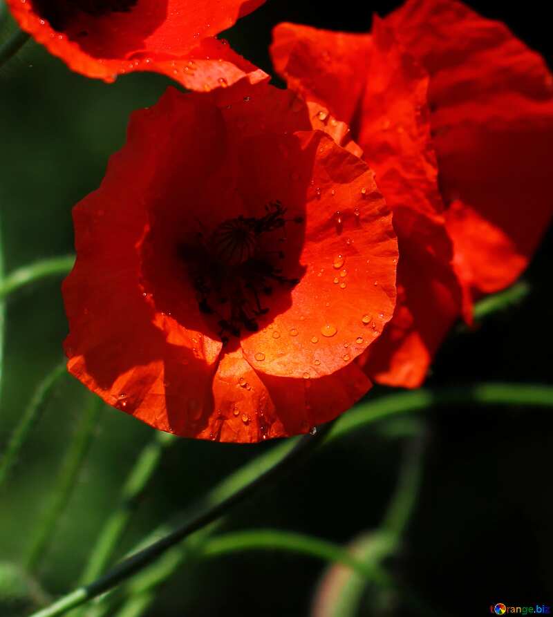 Beautiful red flowers poppies №37107