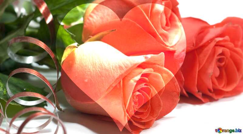 Rose flowers  heart  love №7266