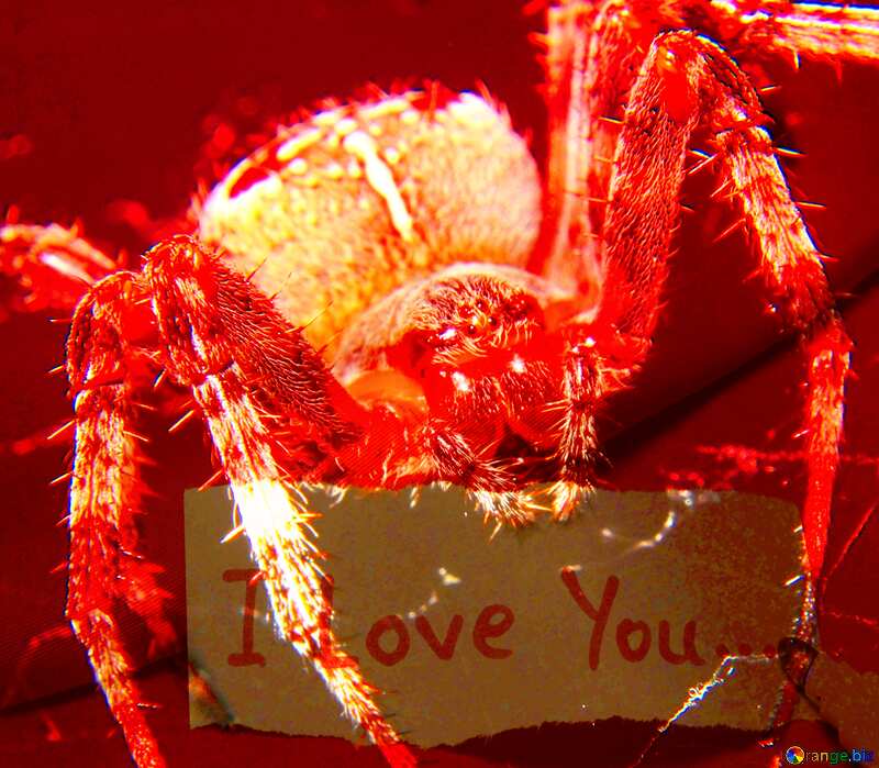Spider I love you №50657