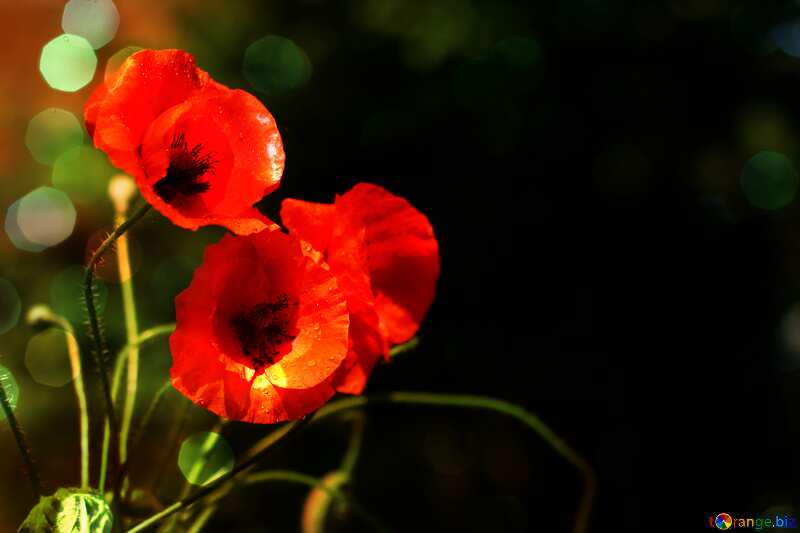 Poppies flowers background №37107