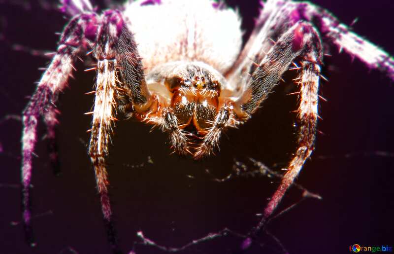 Spider light blur frame №50657