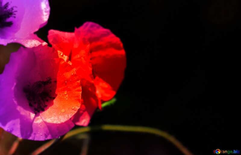 Poppies flowers blur frame №37107