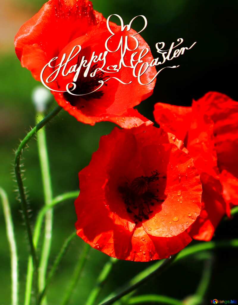 happy easter Beautiful background with poppies flowers №37107