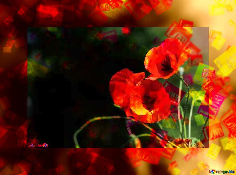 Poppies flowers love card №37107