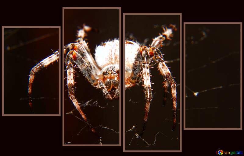 Spider modular picture №50657