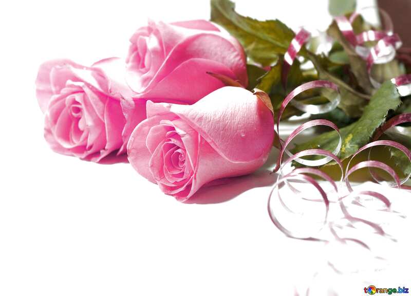 Rose flowers  Background №7266