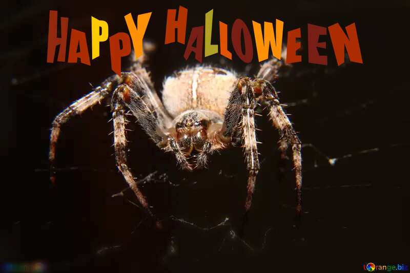 Spider happy halloween №50657