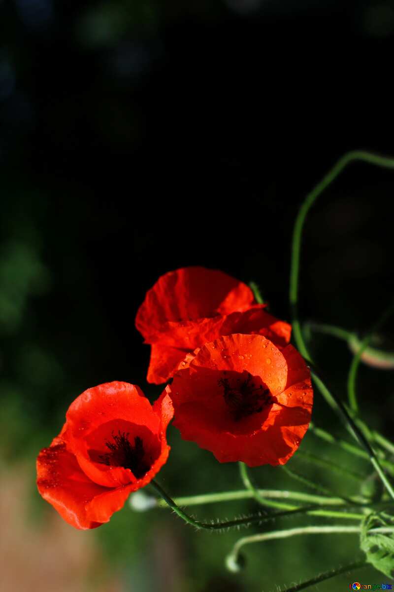 Poppies flowers vertical  background №37107