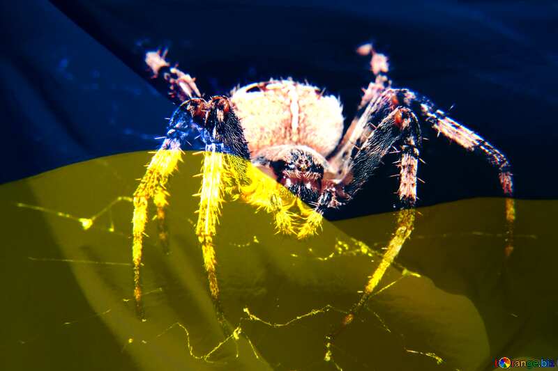 Spider Ukraine №50657