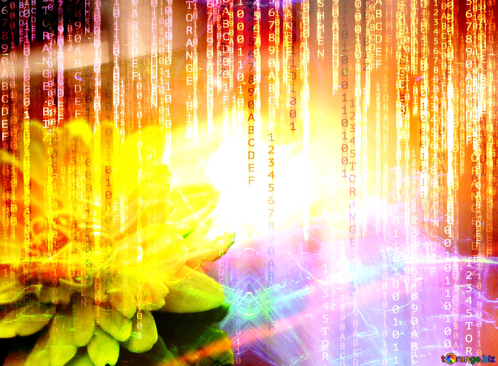Download free picture Lights template Yellow Flower Binary Code Technology  Background on CC-BY License ~ Free Image Stock  ~ fx №184944