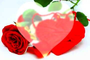FX №184770 Heart flower rose love shape