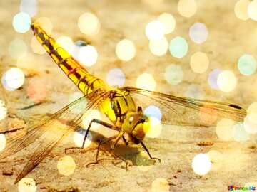 FX №184009 Dragonfly christmas light background