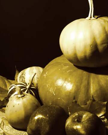 FX №184863 pumpkins stacked