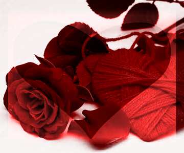 FX №184773 Heart flower rose  red love
