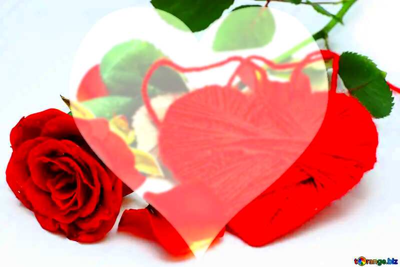 Heart flower rose love shape №16856