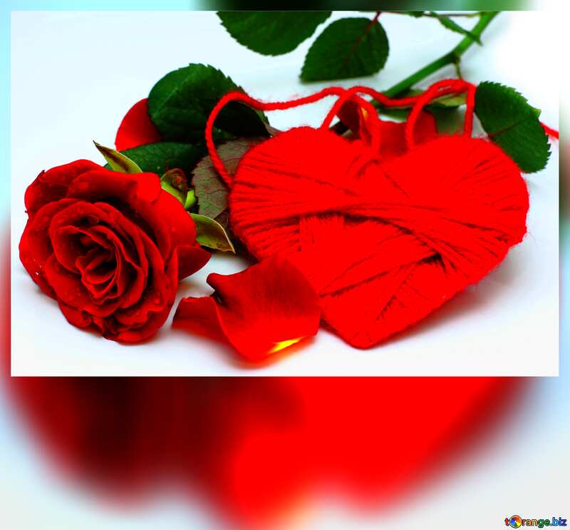 Heart flower rose  blank card №16856