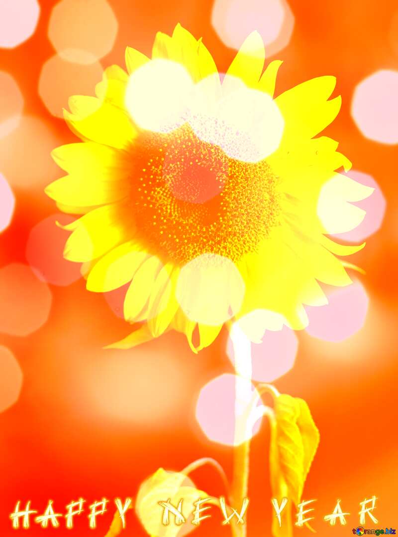 Happy New Year Sunflower flower background №32798