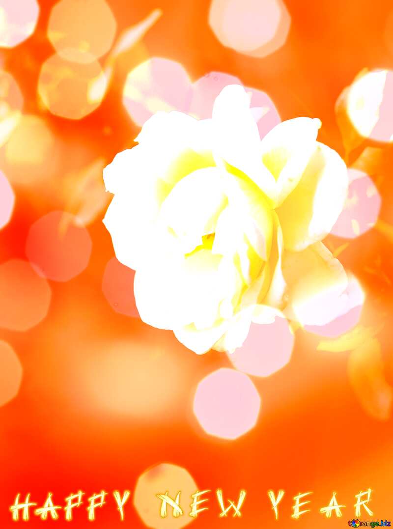 Happy New Year White Rose flower background №36141