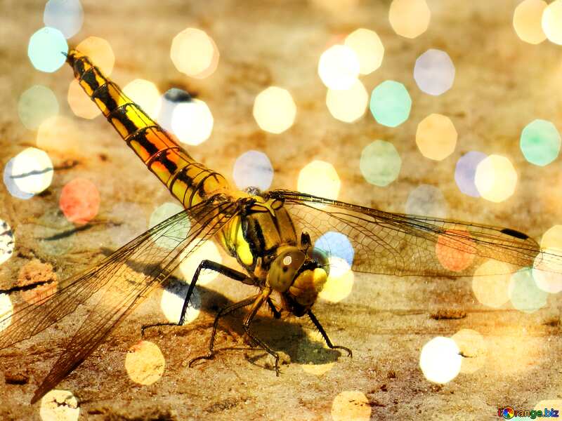 Dragonfly bokeh  background №24962
