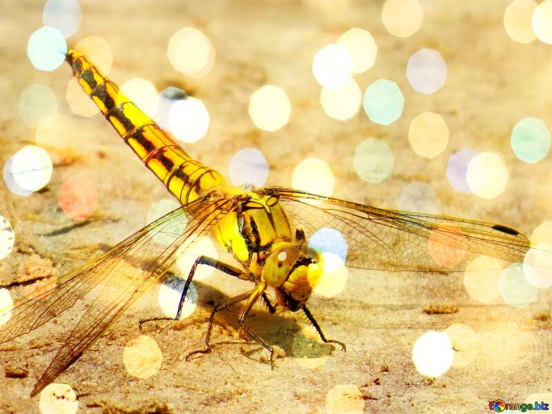Dragonfly christmas light background №24962