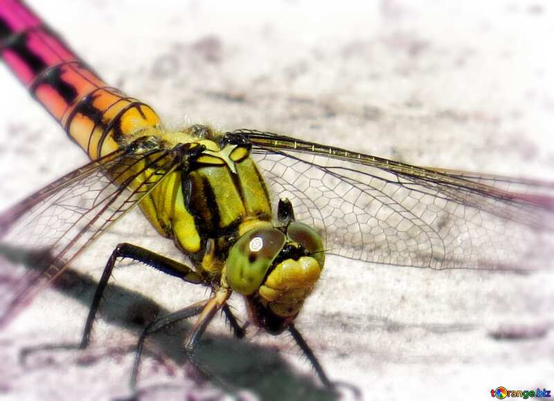 Dragonfly eyes frame №24962