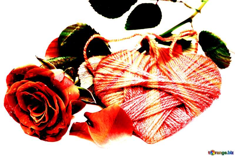 Heart flower rose  rays of sunlight №16856