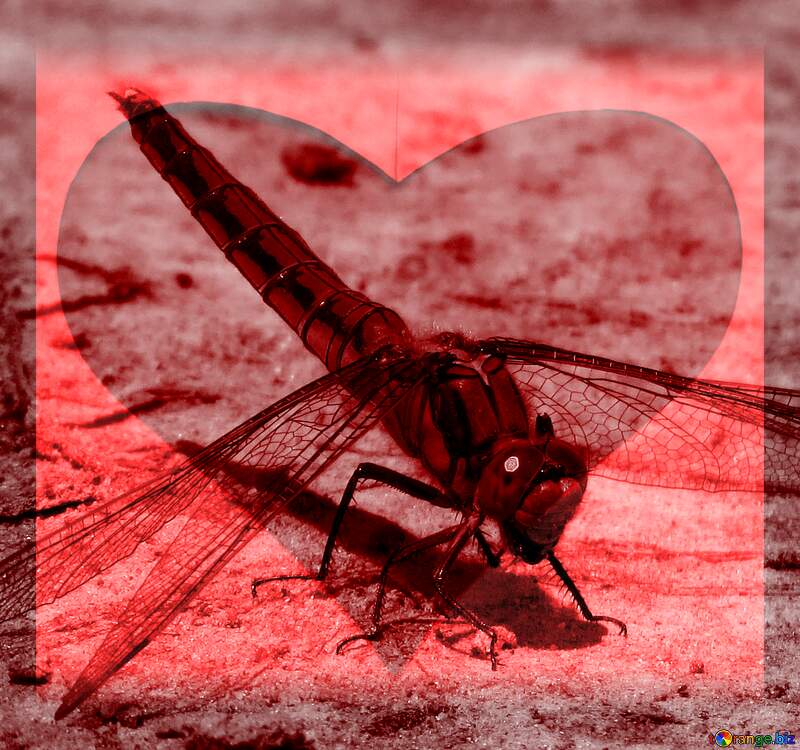 Dragonfly Red heart frame №24962