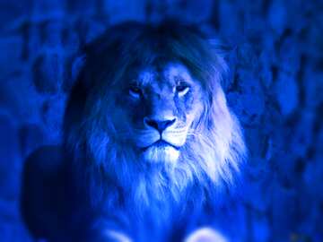 FX №185047 A lion dark blur