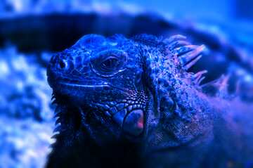 FX №185056 Glance Iguana blue