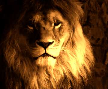 FX №185023 lion