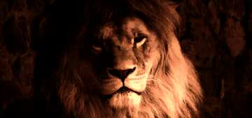 FX №185032 lion dark