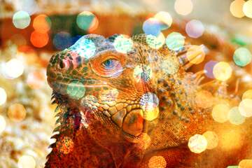 FX №185058 Iguana bokeh  background