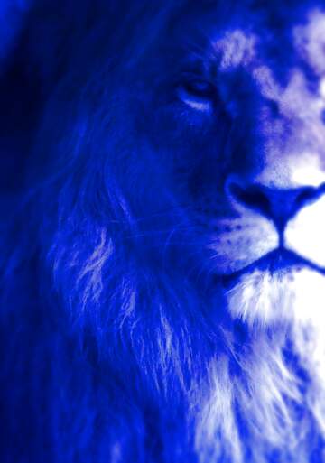 FX №185037 lion blue fragment