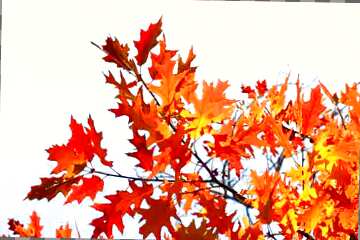 FX №185119 Autumn leaves red and yellow