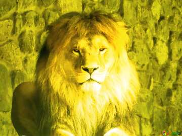 FX №185031 león con fondo verde